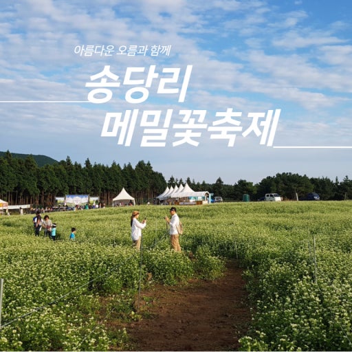 송당리 메밀꽃축제